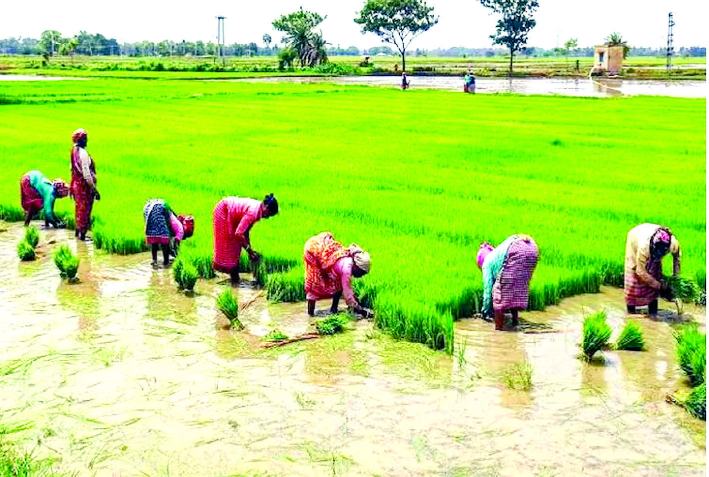 पंजाब में धान की रोपाई पर लगेगी रोक! 15 डार्क जोन में धान न लगाने की सिफ़ारिश